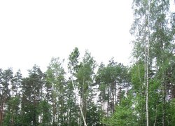Лісове багатоборство 2013